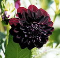 کوکب